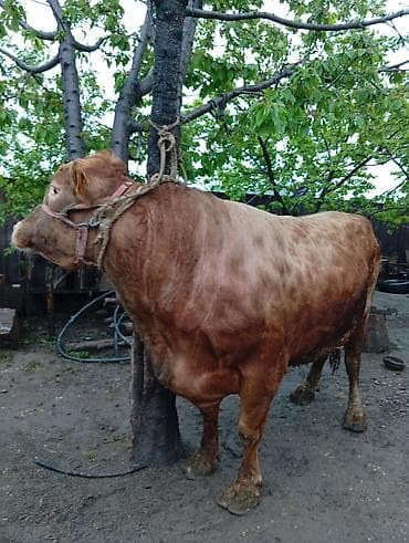 сколько стоит один бык: Продаю | Бык (самец) | На откорм | Привязанные — 1