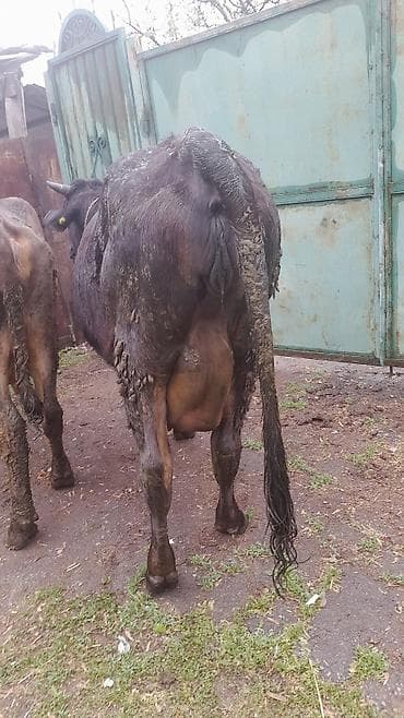 коровы молоко: Продаю | Корова (самка) | Для молока | Привязанные — 5