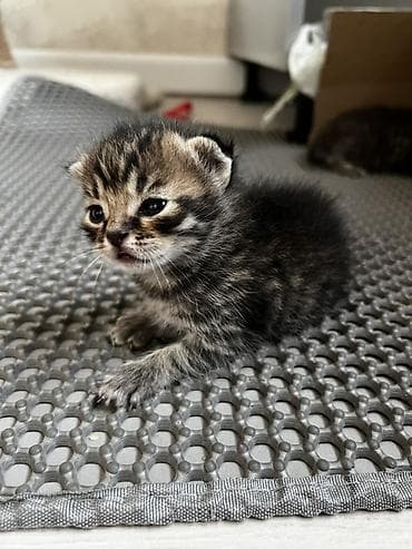 Кошки: Котята с классическим тигровым (табби) окраcом. Вислоухие На фото — — 2