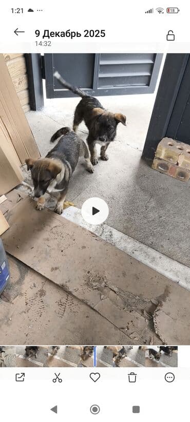 купить щенка кане корсо: Собака даром: Дворняжка, 3 месяца, Самец — 4