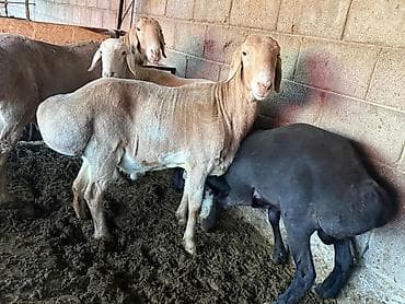 бычок бычки: Продаю | Овца (самка) | Арашан | Для разведения | Матка — 6