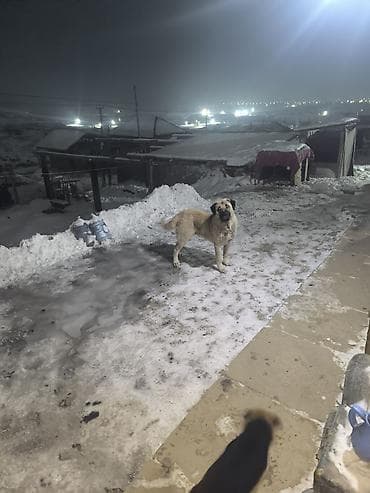 лайка шенки: Крупная сторожевая собака на привязи. - Порода: крупный тип — 1