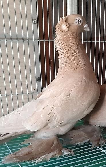 хомяки цена: Игровые голуби, пара 1000 сом. Сиреневый голубь играет 1500 сом — 6