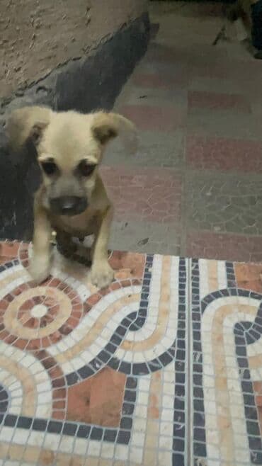 Ковролин: 3 месяца, Самец — 1