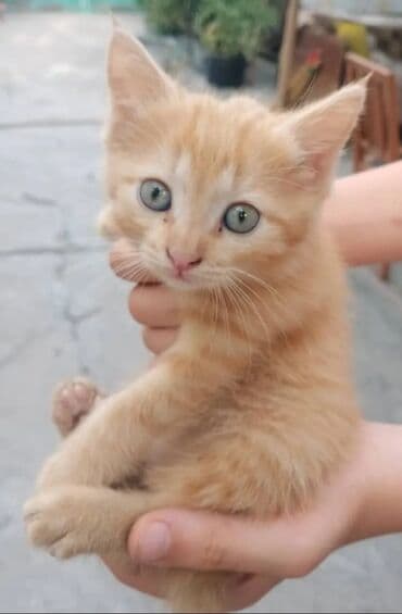 сколько стоит собака породы доберман: Эркек — 1