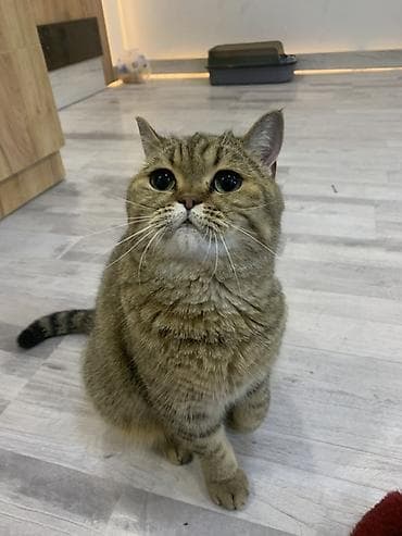 Продажа кошек: Британская короткошерстная кошка, окраса «золотая шиншилла/табби» (по — 1