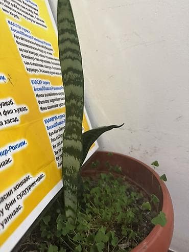 Монстерлер: Алоэ вера и сансевиерия (щучий хвост) в горшках - Алоэ вера: кусты и — 3