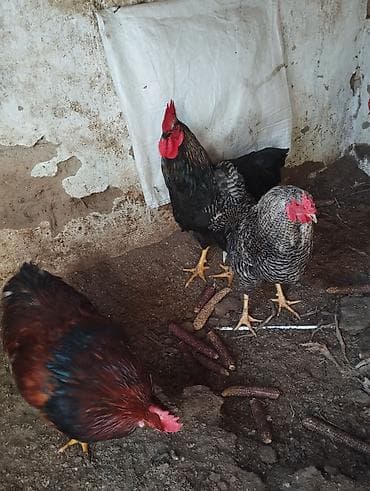 Продаются Петухи Один 1000 сом