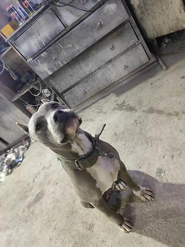 кабель трекер бишкек: Американский булли, окрас серо-белый (blue/white), купированные уши — 1