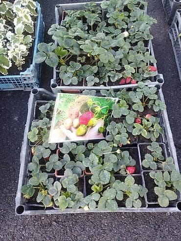 продажа аквариума: Садовый центр/питомник растений и товаров для сада - Широкий выбор — 10