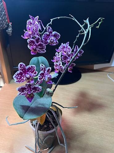 корзина для цветов: Продам орхидеи! Прекрасные фаленопсисы с яркими, здоровыми цветами — 5