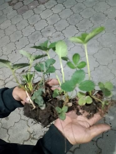 саж: Предлагаются саженцы клубники, готовые к посадке. Растения имеют — 1