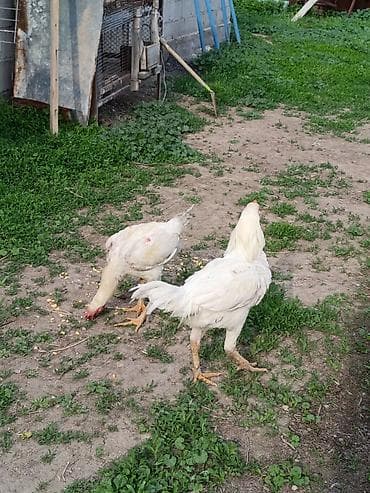 шамо: Продаю | Куры | Бойцовая, Дакан | Для разведения, Для боев — 3