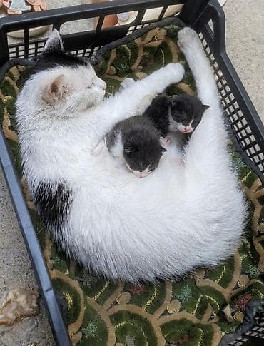 Отдам даром кошку: Кошка даром: Беспородная, 1 месяц, Девочка — 1