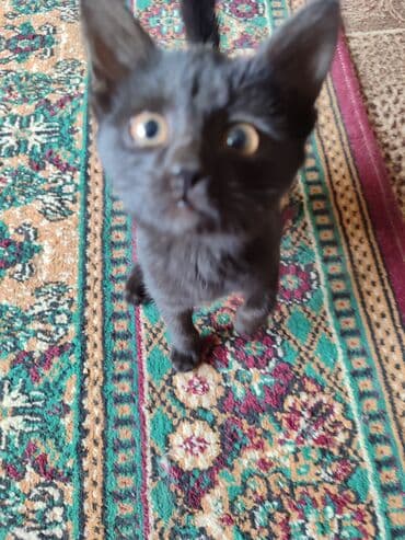 сколько стоит щенок чихуахуа: Черный котенок - Окрас: полностью черный, короткая гладкая шерсть - — 2