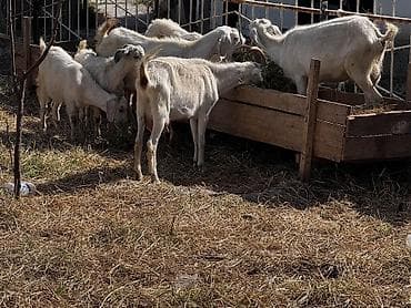 коза молоко: Продаю | Коза (самка), Козёл (самец), Козлёнок | Полукровка | Для разведения, Для молока | Племенные, Котные — 8