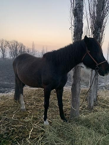 Лошади, кони: Продаю | Кобыла (самка) | Рабочий | Мерин — 2
