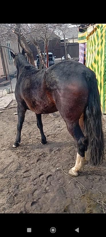 Продаю | Кобыла (самка) | Рабочий