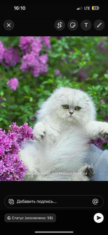 домашняя крыса: Котята породы Scottish fold Профессиональный питомник Victory Pride — 3