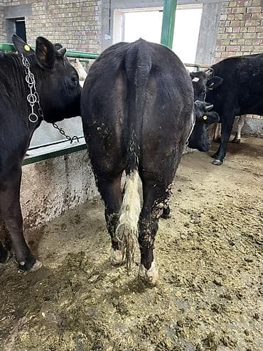 балык форель: Продаю | Тёлка | Бельгийская | На откорм | Привязанные — 4