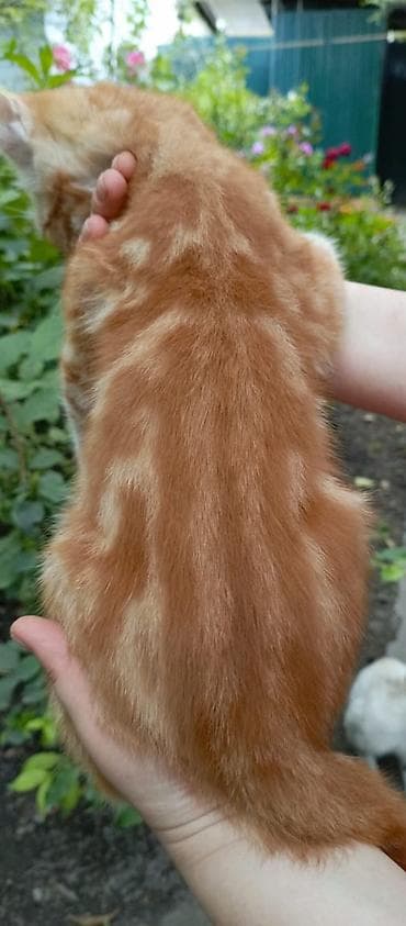 scottish fold: Кошка даром: Беспородная, 3 месяца, Мальчик, Метис — 3