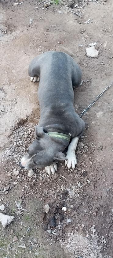 продаю собаку: Собака даром: Питбуль, 2 года, Самка — 3