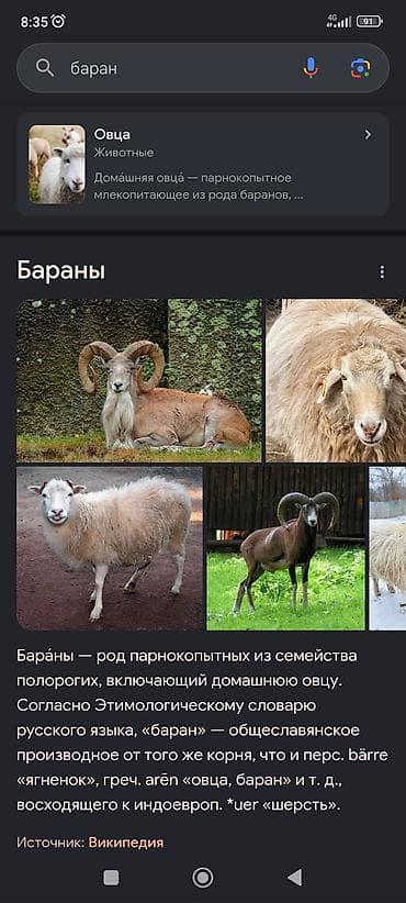 голубинный помет: Продаю | Баран (самец) | Для разведения | Племенные — 1