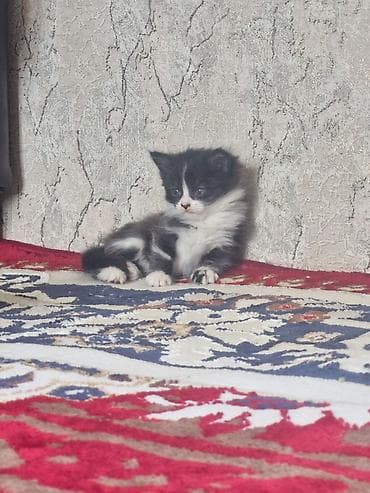 маленькие собачки: Котята, помет из трех малышей: - Черно-белый котёнок с белой грудкой и — 2