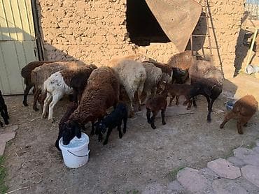 кур дакан: Продаю | Овца (самка) | Эдильбаевская | Для разведения | Матка — 4