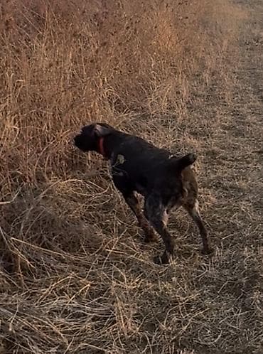 собака шпиц купить: Продаю Охотничью собаку Породы дратхаар Возраст 4 года Пол Сука! — 7