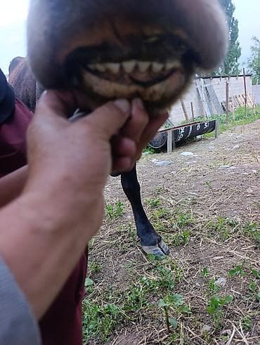 питбуль в караколе: Продаю | Корова (самка) | Для молока | Стельные — 10