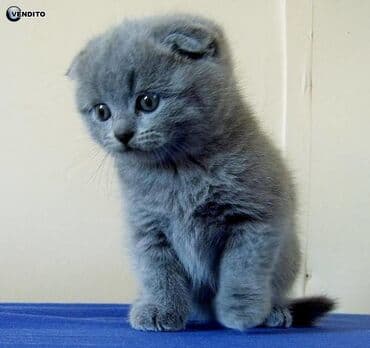 сколько стоит собака далматинец: Скотиш Фолд (Шотландская вислоухая), 1 месяц, Девочка, Голубой — 1