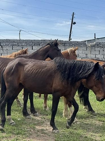 куна: Продаю | Кобыла (самка) | Для молока, Рабочий | Племенные — 2