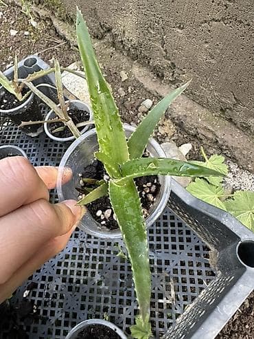 фикусы для офиса: Комнатные растения — коллекция в горшках/стаканчиках Цены 150-450сом — 5