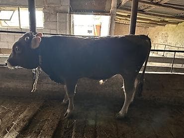 отдам голубей: Продаю | Бык (самец) | Полукровка | Привязанные — 2