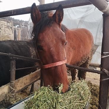 Грызуны: Продаю | Кобыла (самка) | Рабочий — 1