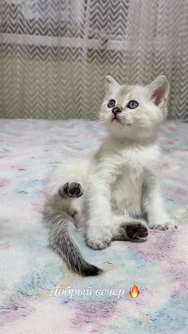 Животные: 🐾Готовы к переезду британские короткошерстные котята! 🐾 ❤️Оба родителя — 3