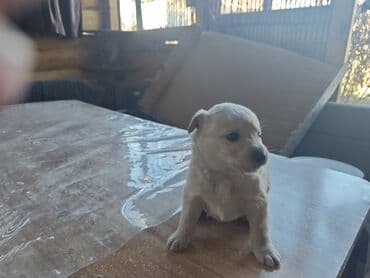 щенки колли цена: Щенки от домашней собаки средних размеров. Мать метис Хаски с — 10