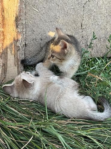 scottish fold: Котята домашние, игривые и общительные. - Окрас: есть светлые — 6