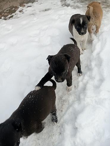 чихуа чихуа: Звоночки . 2.5 месяца. вырастут небольшого роста . бесплатно — 6