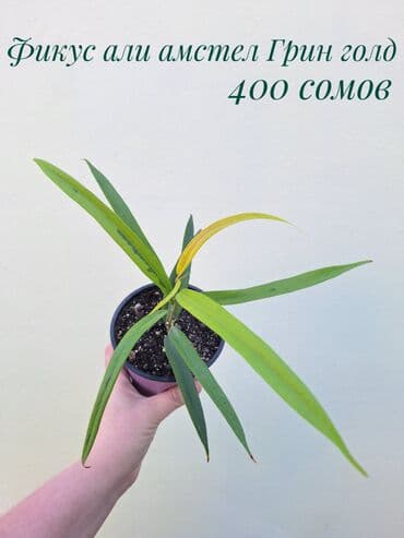 газон готовый: ● Комнатные растения (укоренённые черенки, молодые растения, взрослые — 12