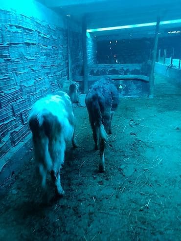 Продаю | Тёлка