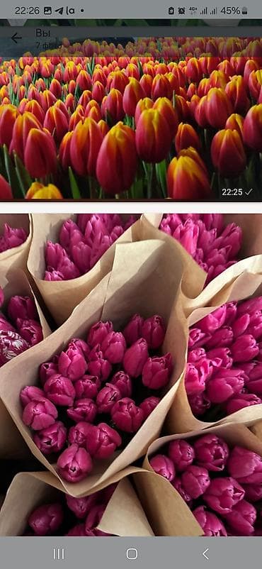 перец свежий: Тюльпаны срезка, тепличное выращивание. - Сорт: красные тюльпаны с — 3