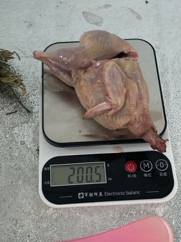 продажа домашних кур: Перепела только начали нестись порода мясо яичная отличный выбор для — 6