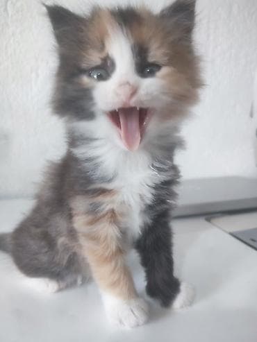 один мальчик и два котёнка: Отдам даром двух котят полтора месяца. Пушистые длинношёрстные — 2