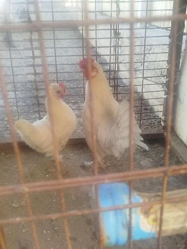 тез арада: Карлик пара сатылат алмашу жолдору бар домашний тооко алмашам адрес — 6