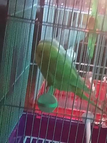 все для птиц: Парочка волнистых попугайчиков отличный живой уголок для вашего дома — 4