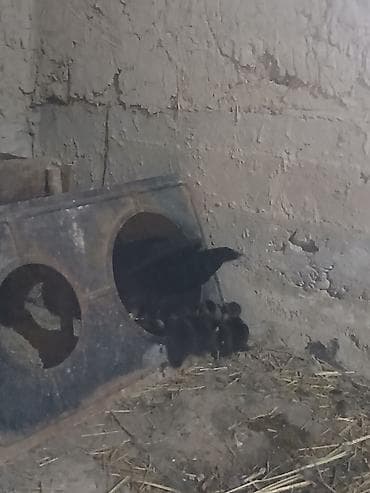 пиявка бишкек: Ордоктор сатылат — 1