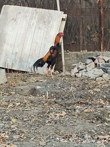 объявления о найденных собаках: Продаю | Петух | Дакан | Для боев — 7