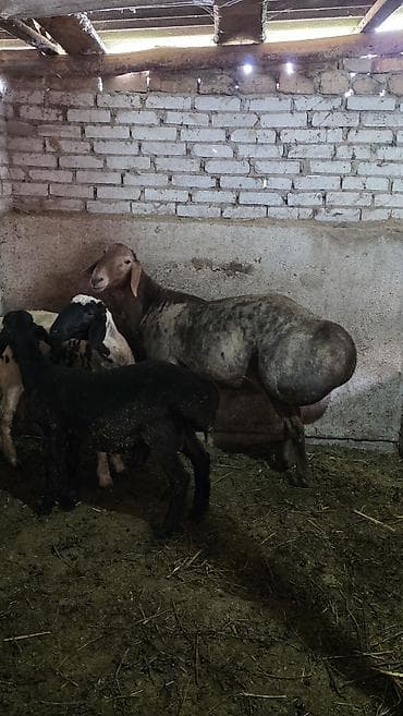 романовский овцы: Продаю | Баран (самец) | Гиссарская, Полукровка, Арашан | Для разведения | Племенные, Осеменитель — 4